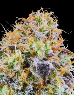 Zkunk Strain (Grounded Genetics) Feminized Seeds
