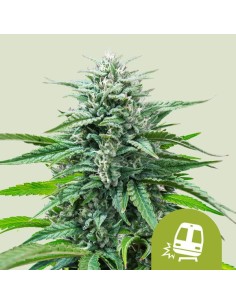 Trainwreck Auto (Royal Queen Seeds) 🌲 Autoflowering