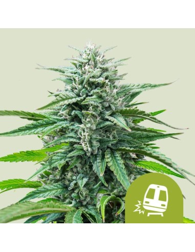 Trainwreck Auto (Royal Queen Seeds) 🌲 Autoflowering