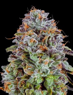 Zunami Strain (Grounded Genetics) Feminized Seeds