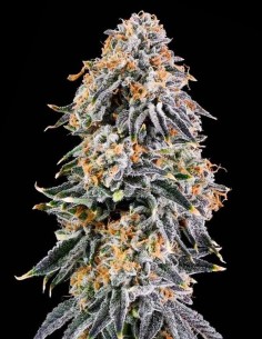 Rainbow Fuel Strain (Grounded Genetics) Feminized Seeds
