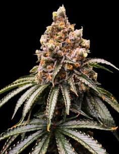 Mona Lisa Strain (T.H. Seeds) 🍏 Exquisite Flavor 2
