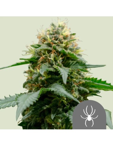 White Widow Regular (Royal Queen Seeds) Semillas Regulares