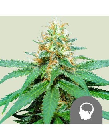 Amnesia Haze Regular (Royal Queen Seeds) Semillas Regulares