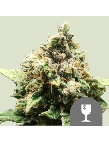 Critical Regular von Royal Queen Seeds Hanfsamen | Oaseeds