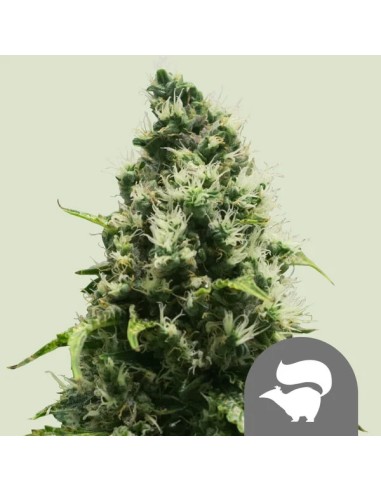 Skunk XL Regular (Royal Queen Seeds) Semillas Regulares