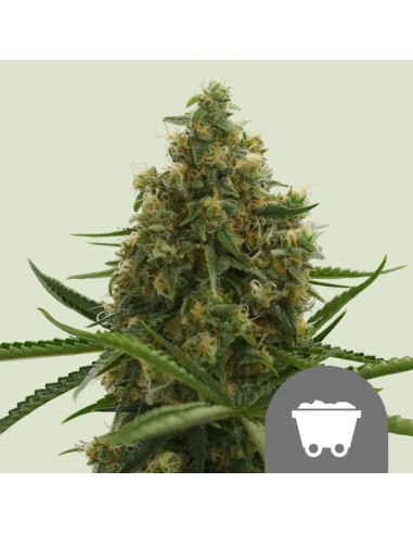 Shining Silver Haze Regular (Royal Queen Seeds) Regulares