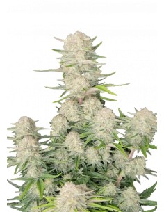 Apricot Auto (FastBuds Seeds) Semillas Autoflorecientes