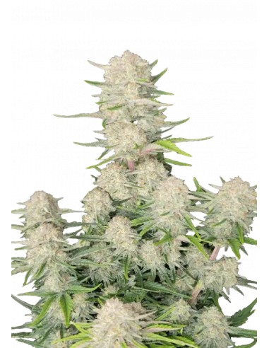 Apricot Auto (FastBuds Seeds) Autoflowering Seeds | On Sale!