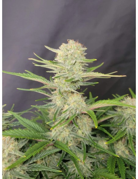 Apricot Auto (FastBuds Seeds) Autoflowering Seeds | On Sale!