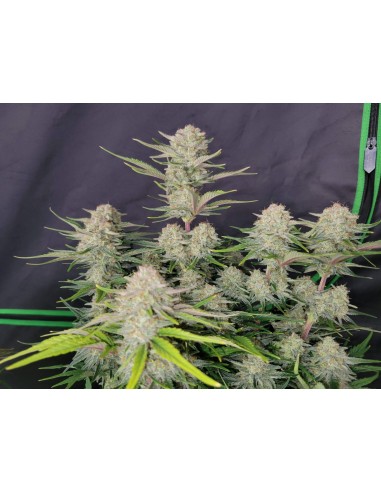 Apricot Auto (FastBuds Seeds) Autoflowering Seeds | On Sale!