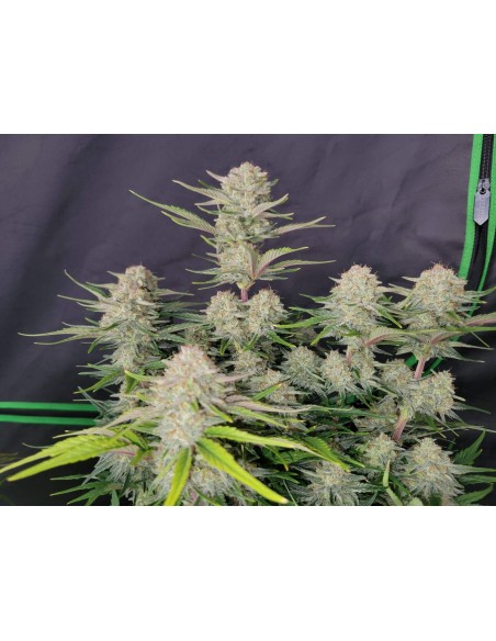 Apricot Auto (FastBuds Seeds) Autoflowering Seeds | On Sale!