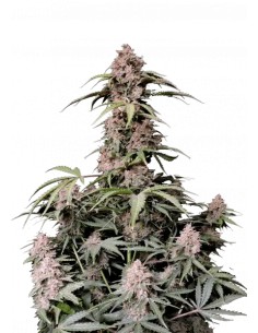 Amnesia Zkittlez Auto (FastBuds Seeds) Autoflowering Seeds