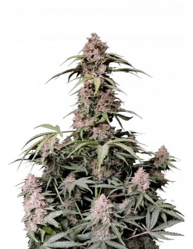 Amnesia Zkittlez Auto von FastBuds Seeds Hanfsamen | Oaseeds