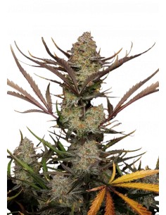 Auto Apple Strudel (FastBuds) 🥧Delicious Flavor