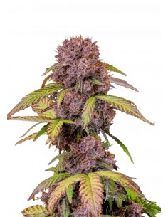 Auto Lemon Cherry Cookies (FastBuds) 🍒  High Yield & Flavor