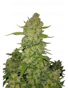 Auto Papaya Cookies (FastBuds) 🥭Tropical Flavor, 29% THC