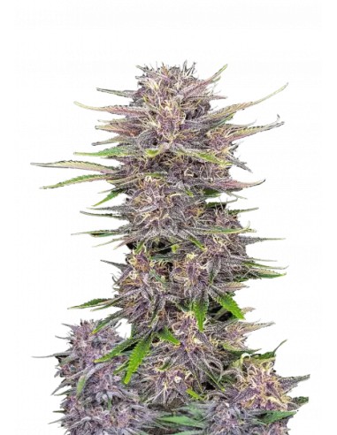 Banana Purple Punch Auto von FastBuds Seeds Hanfsamen | Oaseeds