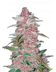 Blackberry Auto (FastBuds Seeds) Autoflowering Seeds