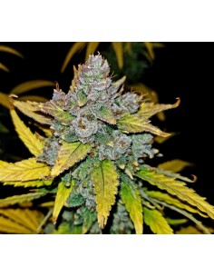 Blue Dream´matic (FastBuds Seeds) Autoflowering Seeds 2