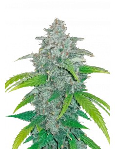 Blue Dream´matic (FastBuds Seeds) Autoflowering Seeds