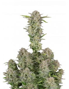 Bruce Banner Auto (FastBuds Seeds) Autoflowering Seeds
