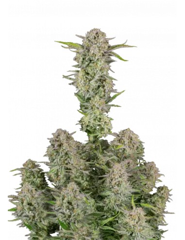 Bruce Banner Auto von FastBuds Seeds Hanfsamen | Oaseeds