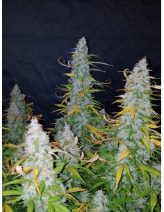 Californian Snow Auto (FastBuds Seeds) Autoflowering Seeds 2