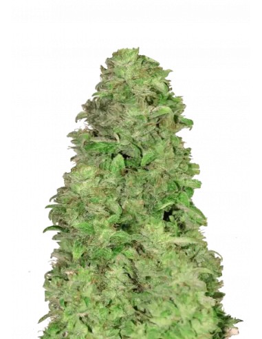 Acheter CBD 20:1 Auto de FastBuds Seeds - Oaseeds