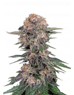 Cherry Cola Auto (FastBuds Seeds) Autoflowering Seeds