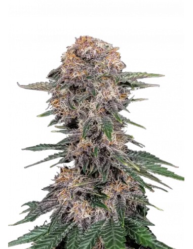 Cherry Cola Auto von FastBuds Seeds Hanfsamen | Oaseeds