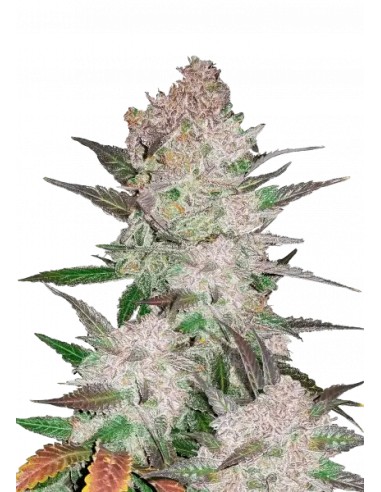 Acheter Cream Cookies Auto de FastBuds Seeds - Oaseeds