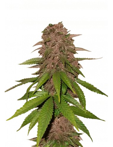 C4 Auto (FastBuds Seeds) Semi di Cannabis Autofiorenti
