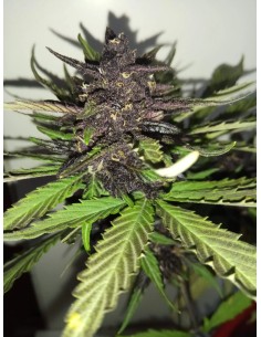 C4 Auto (FastBuds Seeds) Autoflowering Seeds | Up To 30% Off 2