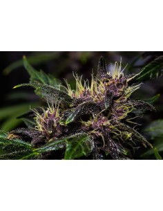 Crystal METH Auto (FastBuds Seeds) Autoflowering Seeds 2