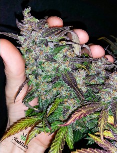 Fastberry Auto (FastBuds Seeds) Autoflowering Seeds 2