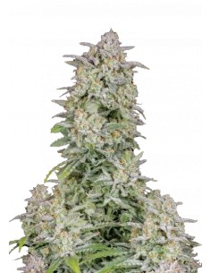 Forbidden Runtz Auto (FastBuds Seeds) Autoflowering Seeds