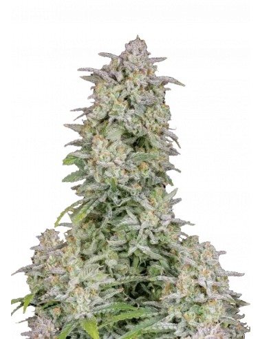 Forbidden Runtz Auto von FastBuds Seeds Hanfsamen | Oaseeds