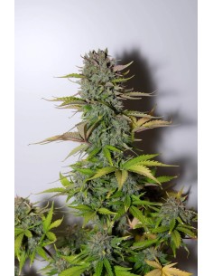 G14 Auto (FastBuds Seeds) Autoflowering Seeds | On Sale! 2