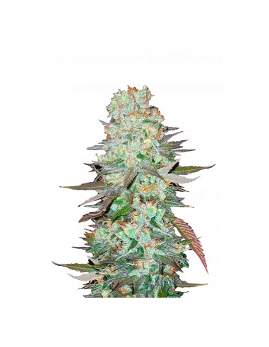 G14 Auto (FastBuds Seeds) Graines Cannabis à Autofloraison