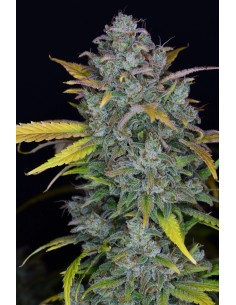 Acheter Gelato Auto de FastBuds Seeds - Oaseeds 2