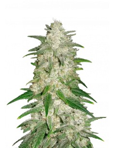 Acheter Gelato Auto de FastBuds Seeds - Oaseeds