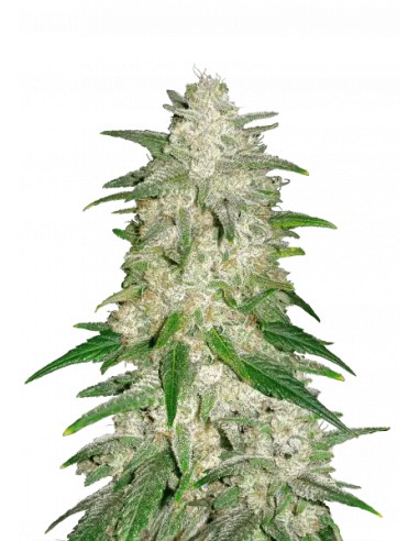 Gelato Auto (FastBuds Seeds) Semillas Autoflorecientes