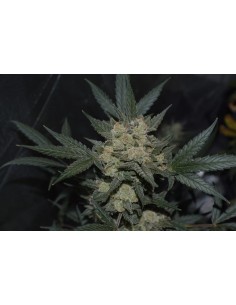 Girl Scout Cookies Auto (FastBuds Seeds) Autofloraison 2