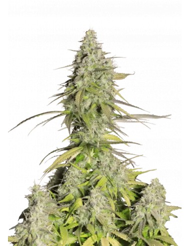 Girl Scout Cookies Auto (FastBuds Seeds) Autoflowering Seeds