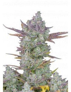 Gorilla Cookies Auto (FastBuds Seeds) Autoflowering Seeds