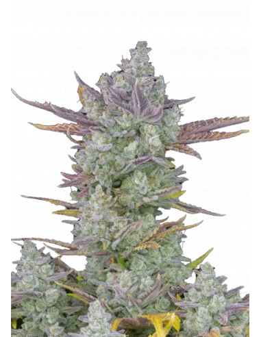 Gorilla Cookies Auto von FastBuds Seeds Hanfsamen | Oaseeds