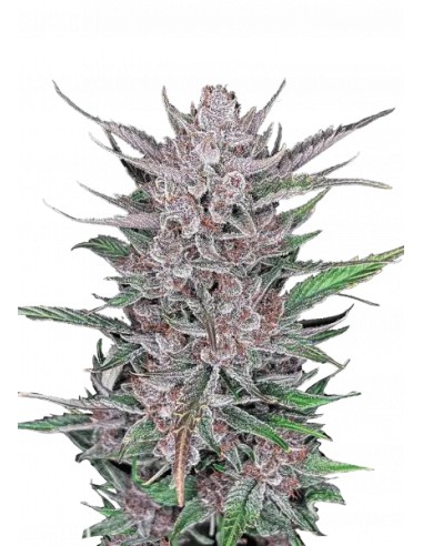 Gorilla Punch Auto von FastBuds Seeds Hanfsamen | Oaseeds