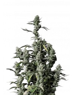 Gorilla Zkittlez Auto (FastBuds Seeds) Autoflowering Seeds