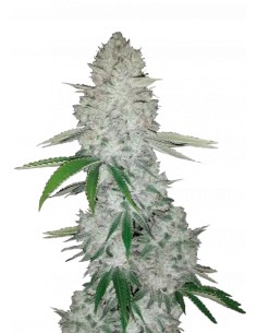 Gorilla Glue Auto (FastBuds Seeds) Graines à Autofloraison